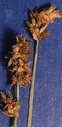 Carex nervina httpsuploadwikimediaorgwikipediacommonsthu