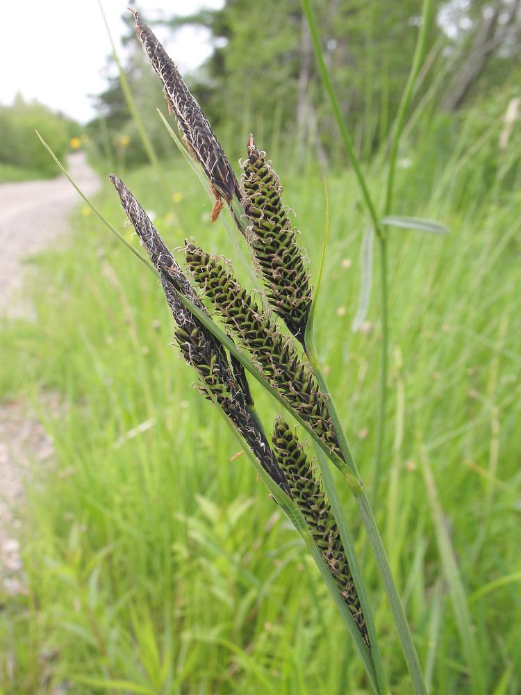 Carex nigra Carex nigra smooth black sedge Go Botany