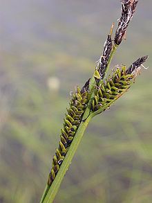 Carex nigra httpsuploadwikimediaorgwikipediacommonsthu