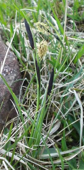 Carex nigra Carex nigra