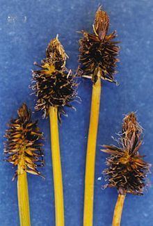 Carex nigricans httpsuploadwikimediaorgwikipediacommonsthu