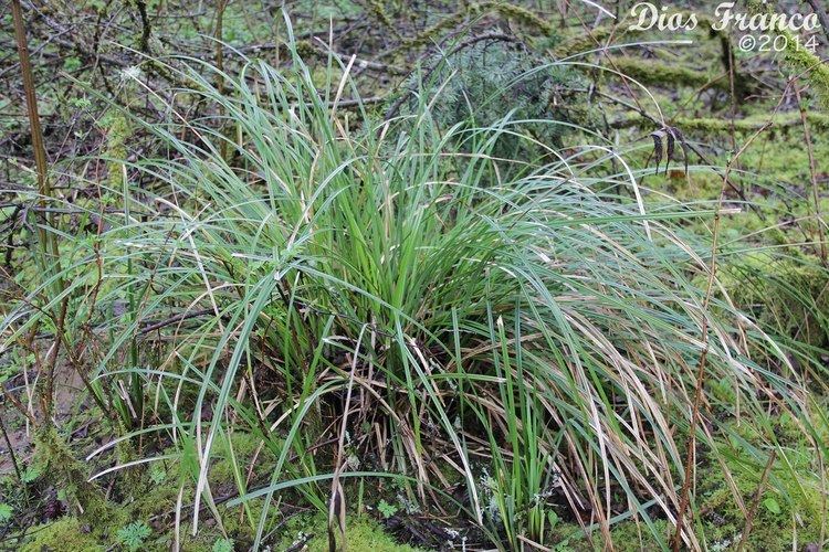 Carex obnupta Sedge Slough Carex Obnupta Nw Visual Plant ID