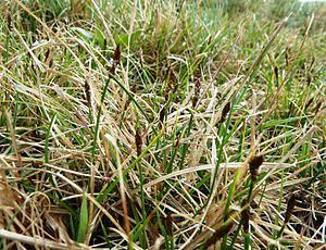 Carex obtusata httpsuploadwikimediaorgwikipediacommonsthu