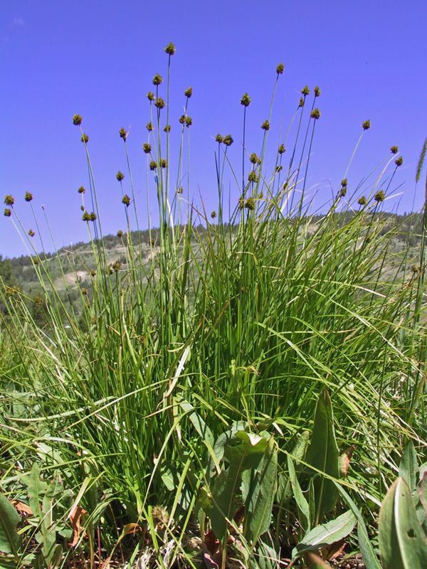 Carex pachystachya CalPhotos Carex pachystachya