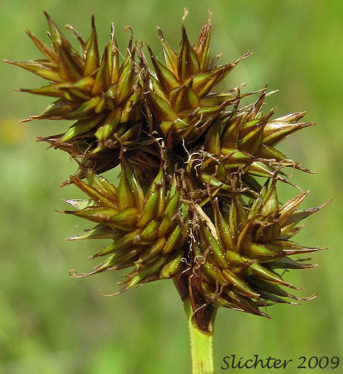 Carex pachystachya Chamisso Sedge Thickhead Sedge Thickheaded Sedge Carex
