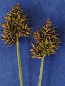 Carex pachystachya httpsuploadwikimediaorgwikipediacommonsthu