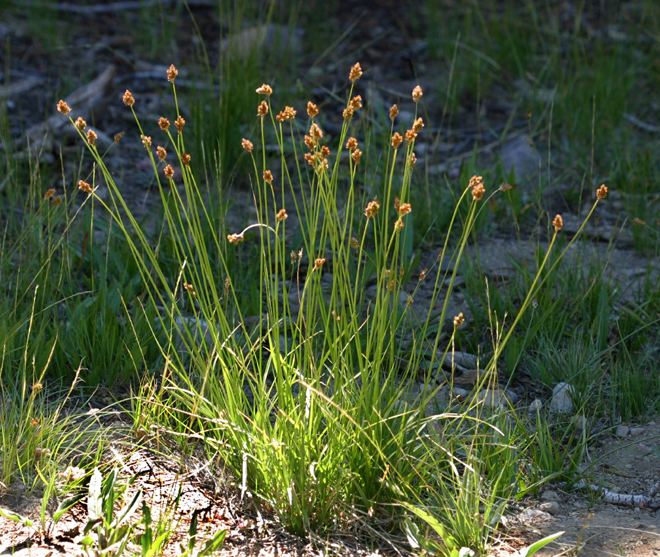Carex pachystachya CalPhotos Carex pachystachya Chamisso Sedge