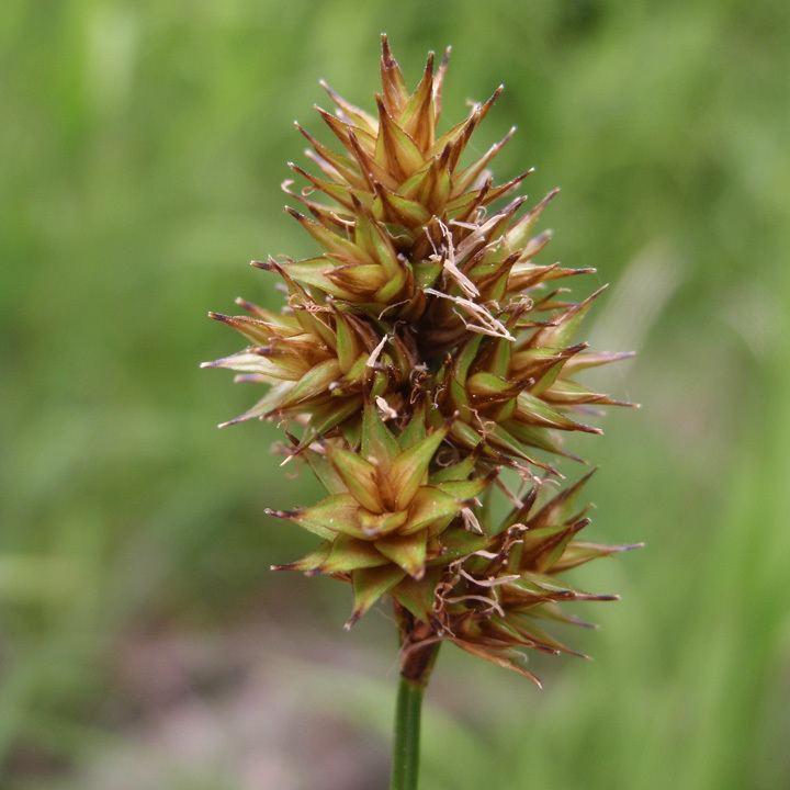 Carex pachystachya SEINet Arizona Chapter Carex pachystachya