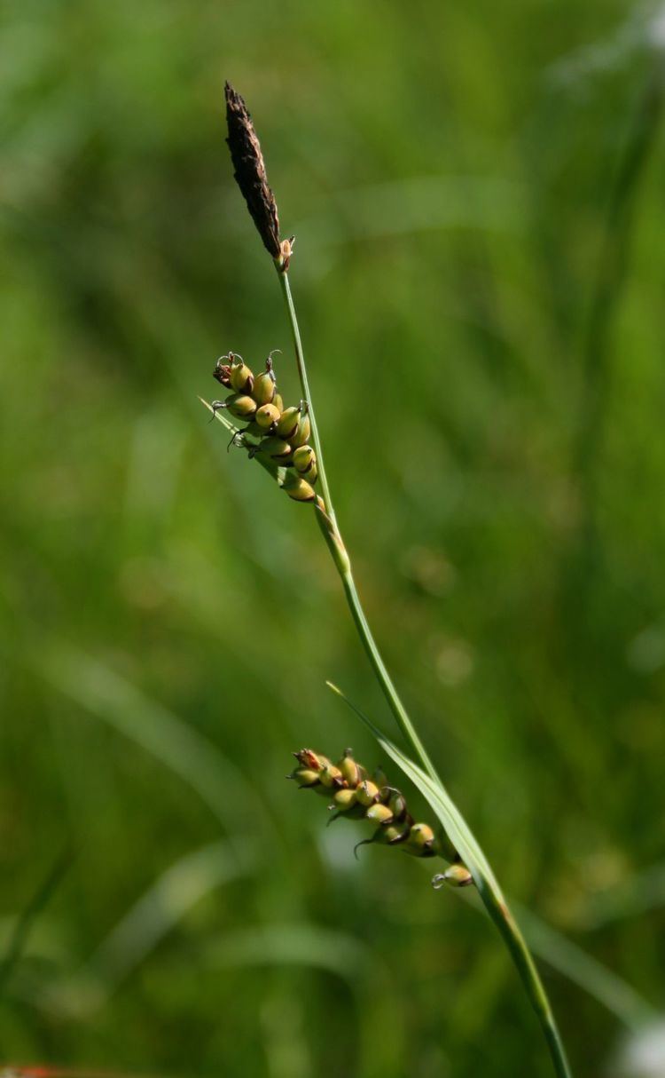 Carex panicea Hirsstarn Vikipeedia vaba entsklopeedia