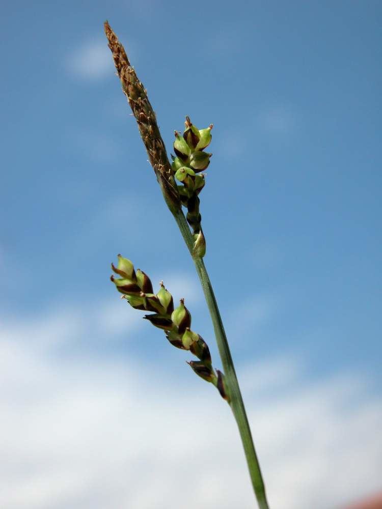 Carex panicea Grass Like Sedge 96670 common name Carex panicea