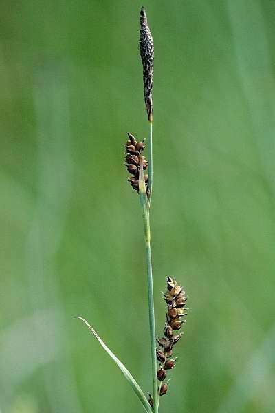 Carex panicea Carex panicea