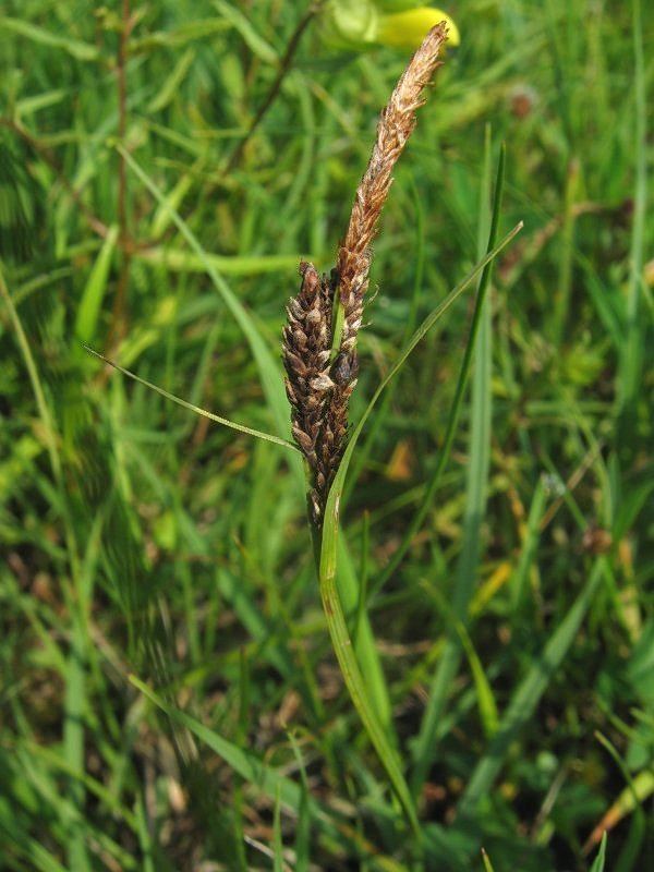 Carex panicea httpsuploadwikimediaorgwikipediacommons00