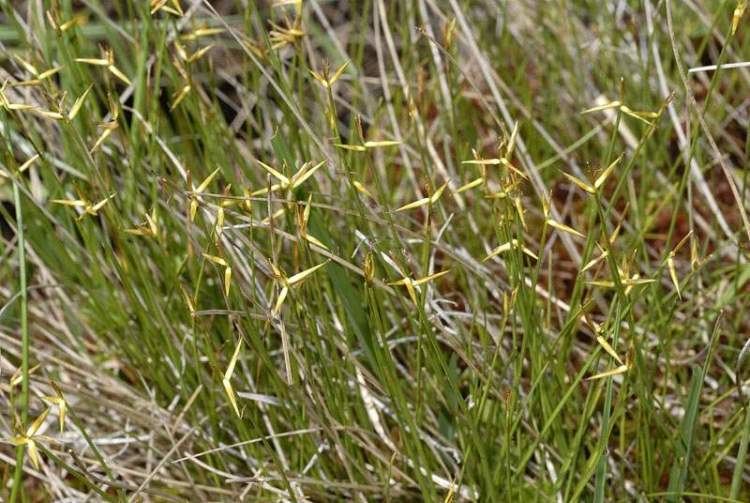 Carex pauciflora Few Flowered Sedge 96685 common name Carex pauciflora