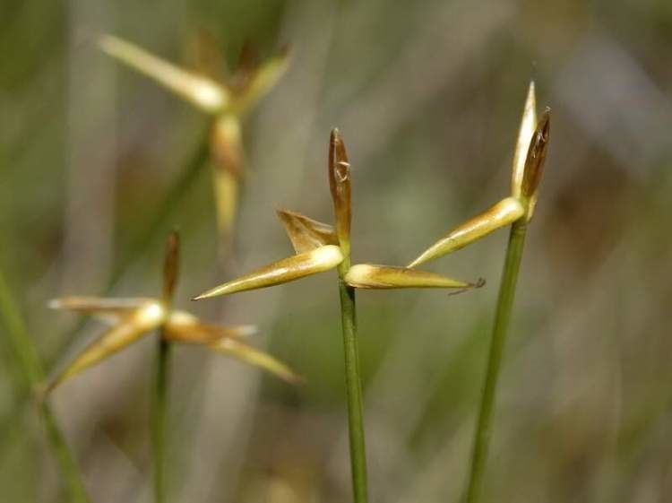 Carex pauciflora Carex pauciflora Specie della flora italiana