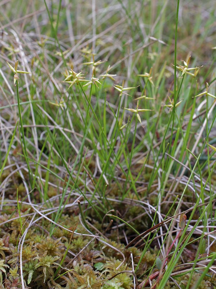 Carex pauciflora Lache pauciflore Wikipdia