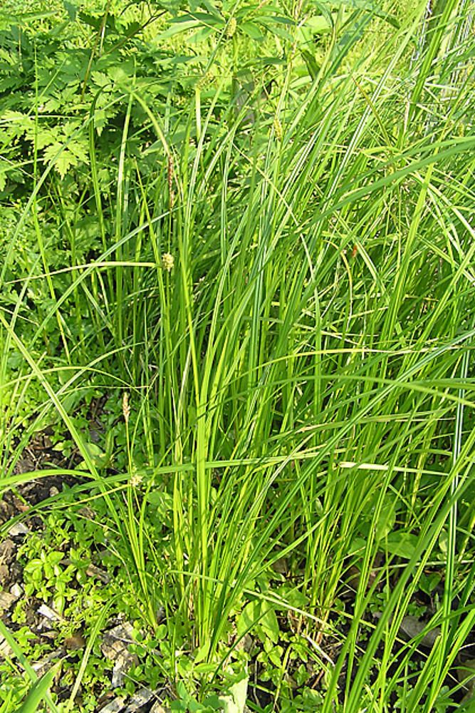 Carex pellita Carex pellita woolly sedge Go Botany