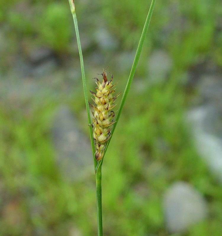 Carex pellita httpsnewfss3amazonawscomtaxonimages1000s1