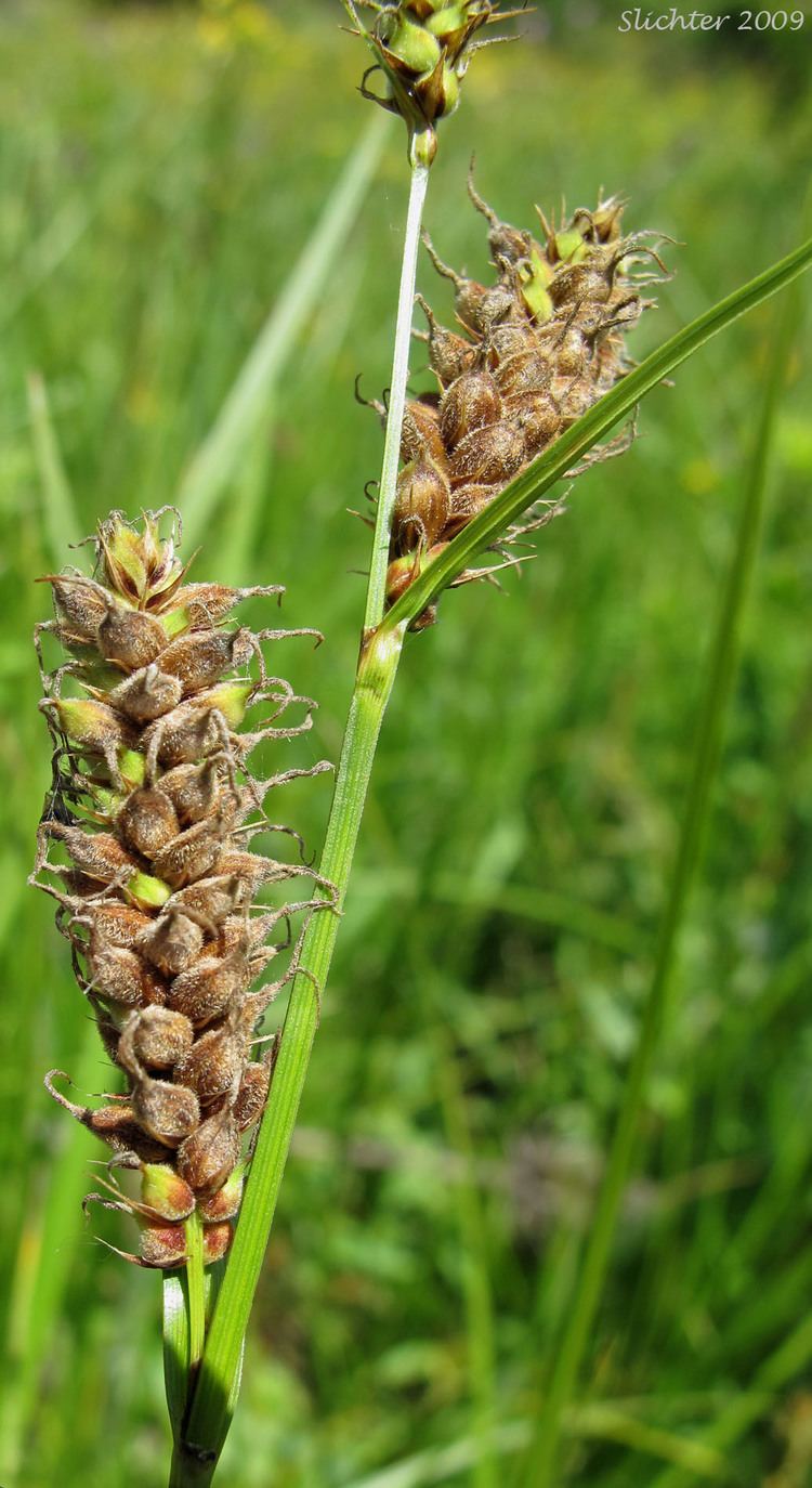 Carex pellita Woolly Sedge Carex pellita Synonyms Carex lanuginosa Carex