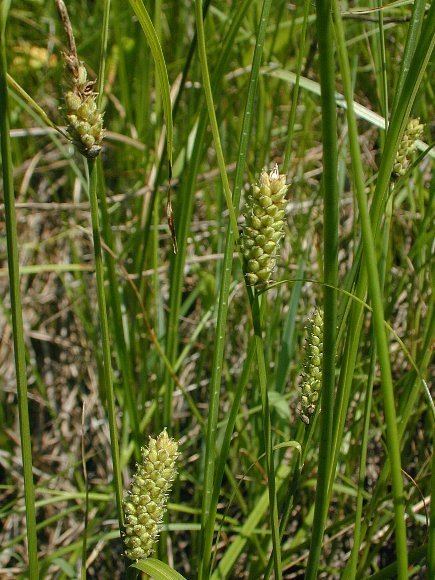 Carex pellita Woolly Sedge Carex pellita