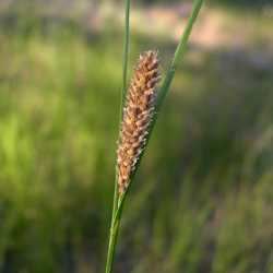 Carex pellita SEINet Arizona Chapter Carex pellita