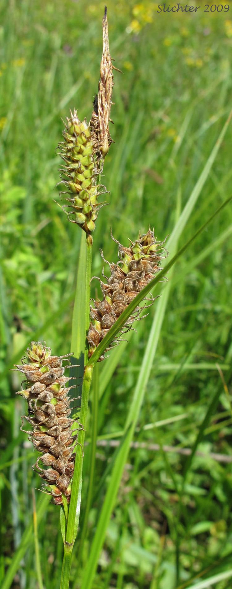 Carex pellita Woolly Sedge Carex pellita Synonyms Carex lanuginosa Carex