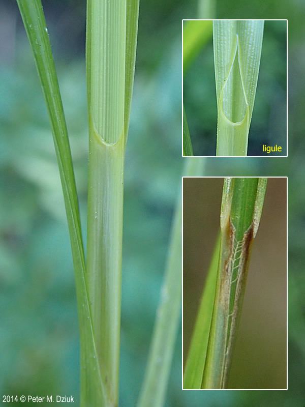 Carex pellita Carex pellita Woolly Sedge Minnesota Wildflowers