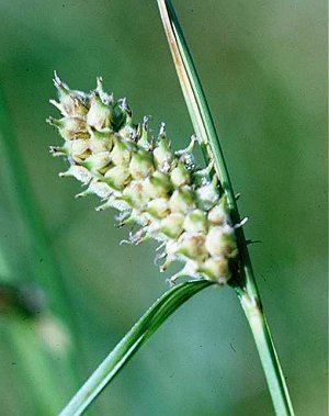 Carex pellita Online Virtual Flora of Wisconsin Carex pellita