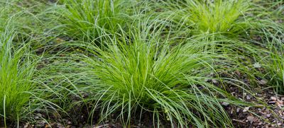Carex pensylvanica Substitutions for Carex pensylvanica Hoffman Nursery