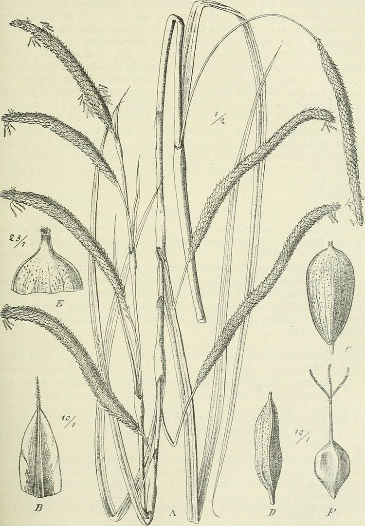 Carex petitiana
