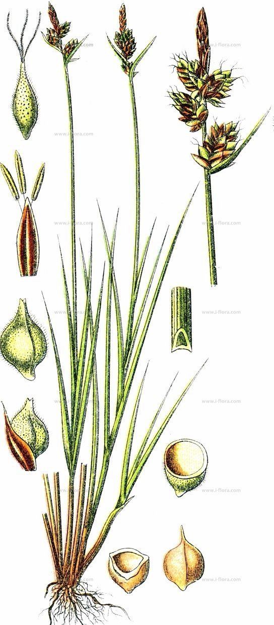 Carex pilulifera Suche nach Arten PillenSegge Carex pilulifera subsp pilulifera L