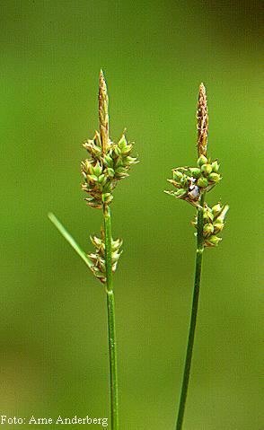 Carex pilulifera Den virtuella floran Carex pilulifera L Pillerstarr