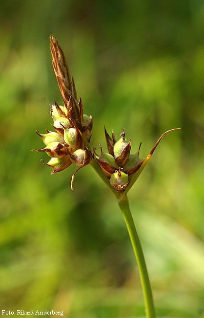 Carex pilulifera Den virtuella floran Carex pilulifera L Pillerstarr