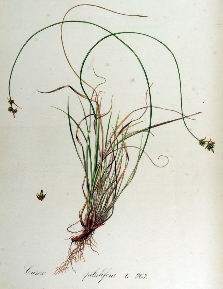 Carex pilulifera FileCarex pilulifera Flora Batava Volume v13jpg Wikimedia