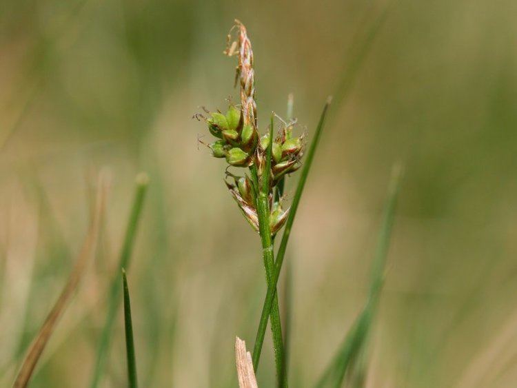 Carex pilulifera Carex pilulifera Wikipedia