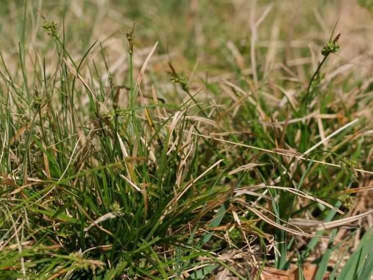 Carex pilulifera 