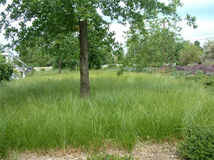 Carex praegracilis Carex praegracilis