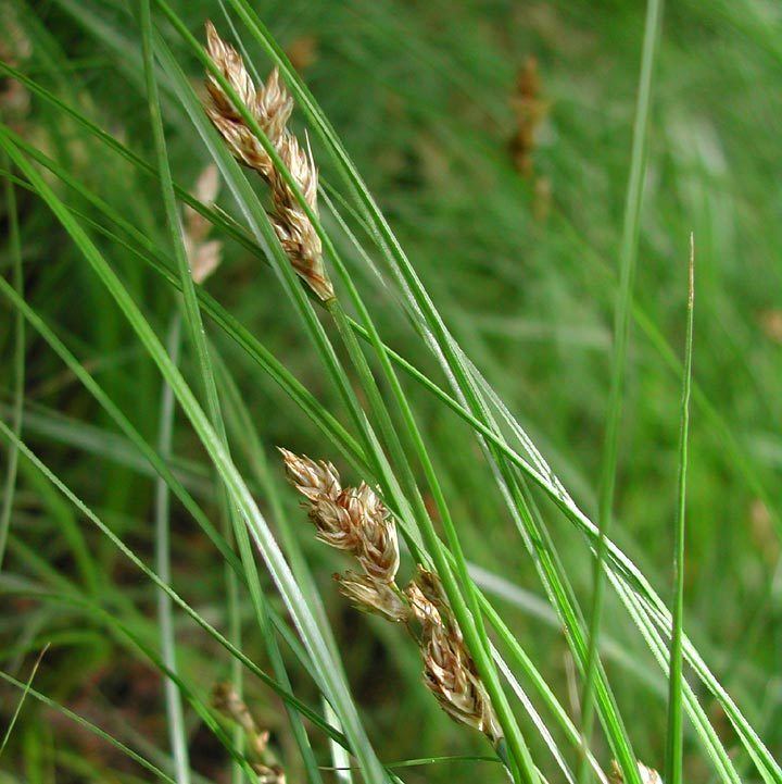 Carex praegracilis SEINet Arizona Chapter Carex praegracilis