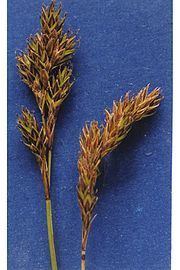 Carex praticola httpsuploadwikimediaorgwikipediacommonsthu