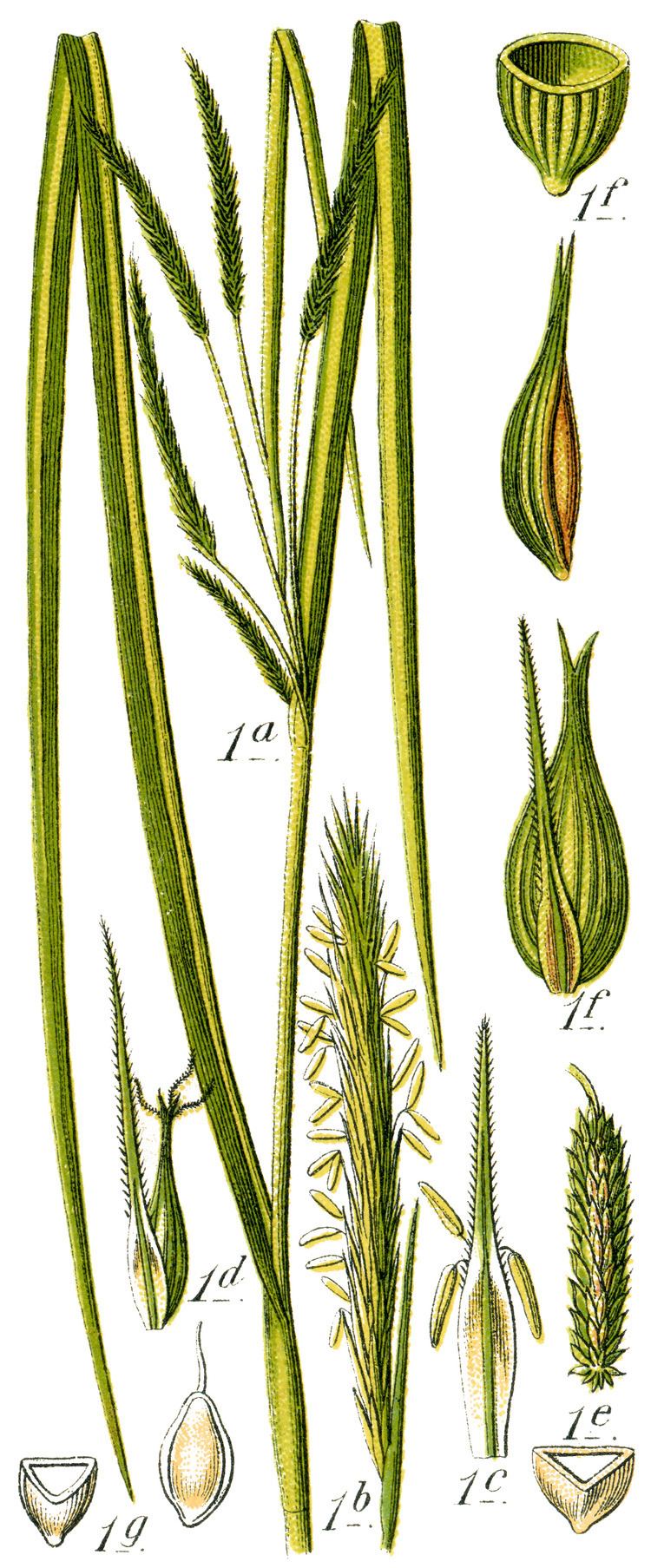 Carex pseudocyperus FileCarex pseudocyperus Sturm 61png Wikimedia Commons