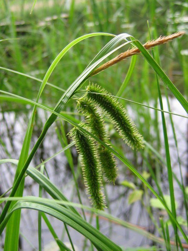 Carex pseudocyperus httpsuploadwikimediaorgwikipediacommonsbb