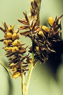 Carex raynoldsii httpsuploadwikimediaorgwikipediacommonsthu