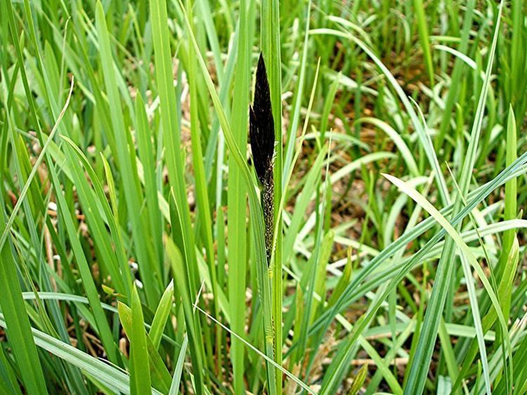 Carex riparia Greater Pondsedge Carex riparia NatureSpot