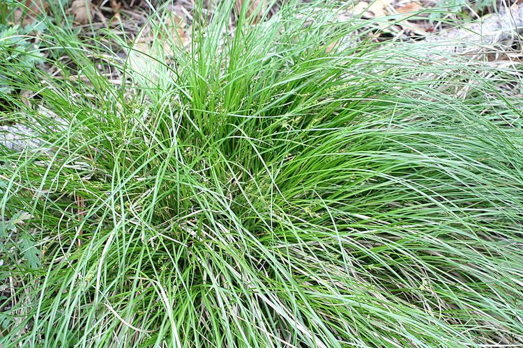 Carex rossii Vascular Plants of the Gila Wilderness Carex rossii