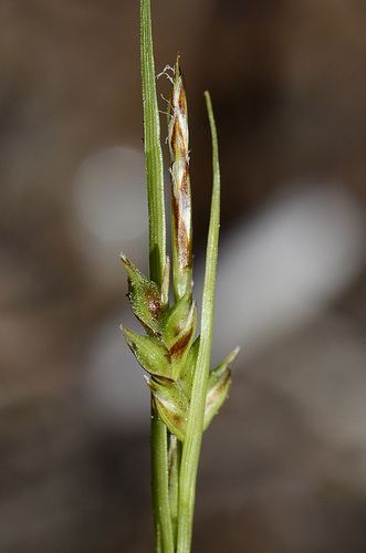 Carex rossii Ross39s sedge Carex rossii iNaturalistorg