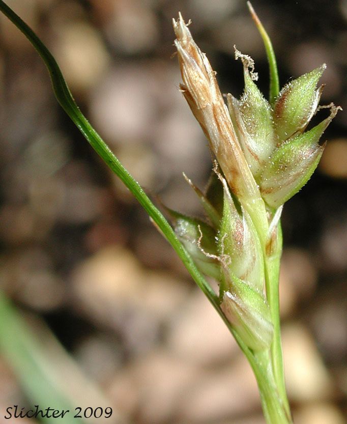 Carex rossii Index of naturecascademtadamssedgecarexrossii