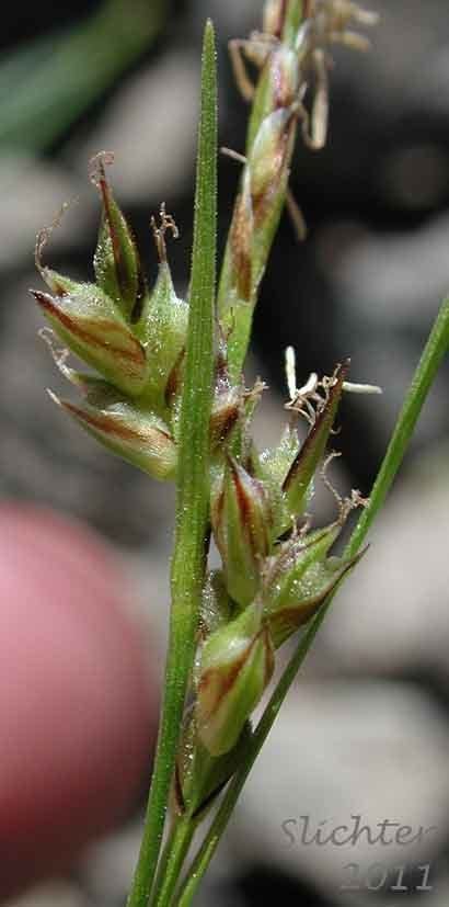 Carex rossii Index of naturebasinsedgecarexrossii