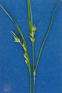 Carex rossii httpsuploadwikimediaorgwikipediacommonsthu