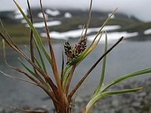 Carex rufina httpsuploadwikimediaorgwikipediacommonsthu