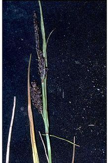 Carex saxatilis httpsuploadwikimediaorgwikipediacommonsthu
