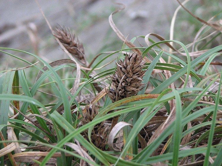 Carex sect. Macrocephalae